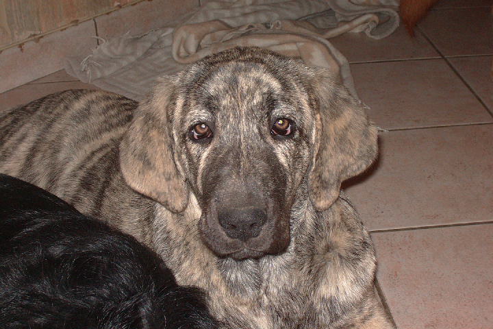 Publication : des Jardins de Grenade