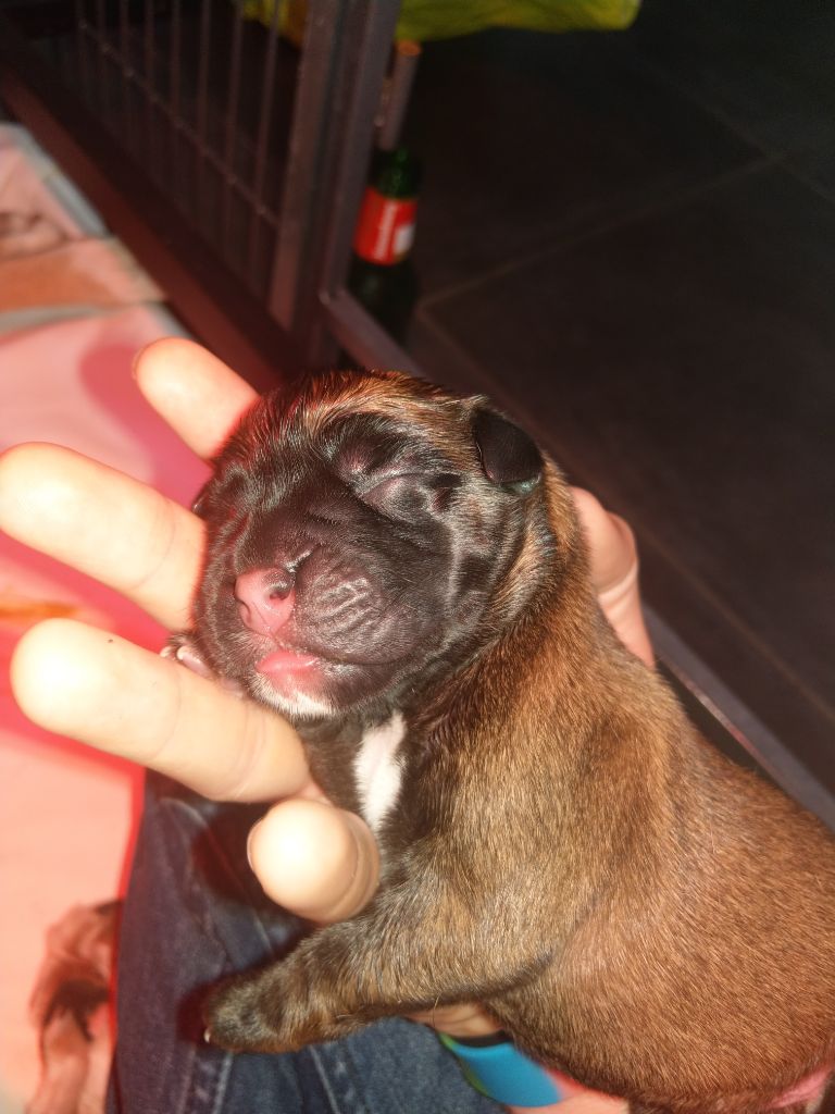 Chiot Boxer, O'Harry du Génie D'Ulyssse, mâle disponible