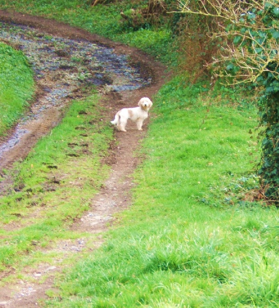Publication : des Bords de L'Anse Auteur : le proprietaire