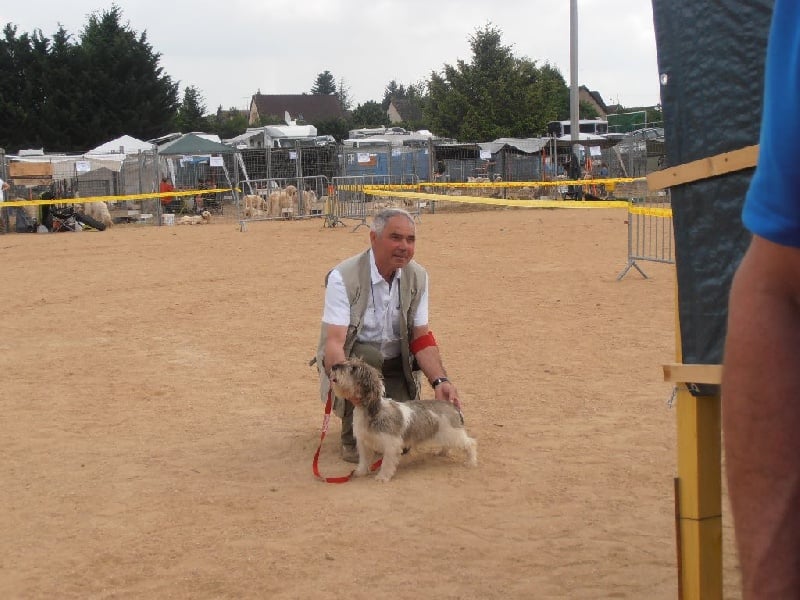 Judy des Bords de L'Anse - Excellent classe jeune femelle