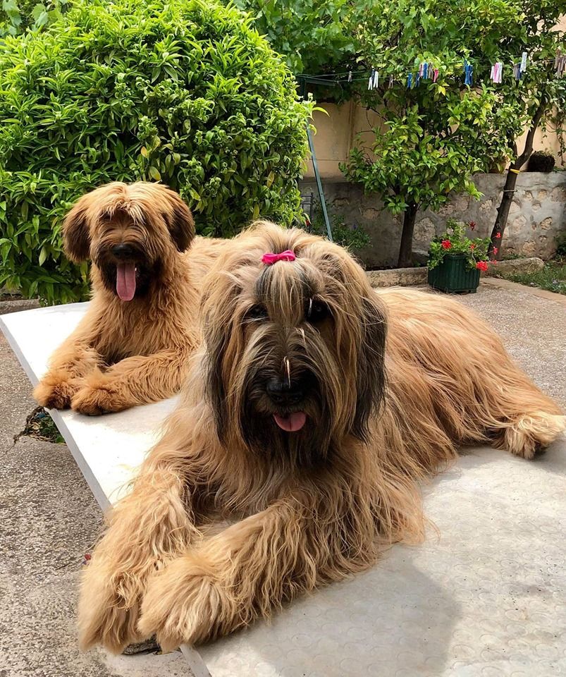 Accueil Elevage Du Val De Méouge Eleveur De Chiens