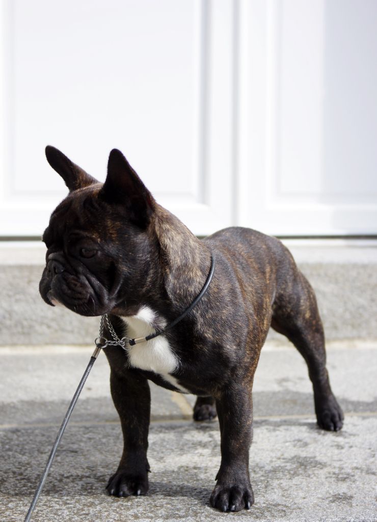 darclee Mancera black  anatole