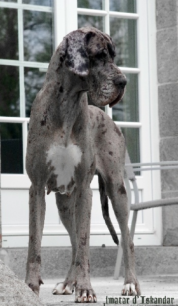 Publication : d'Iskandar Auteur : Caroll Gattegno