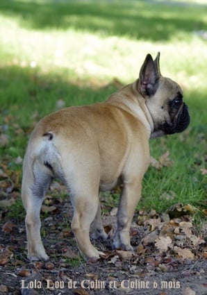 Publication : d'Iskandar