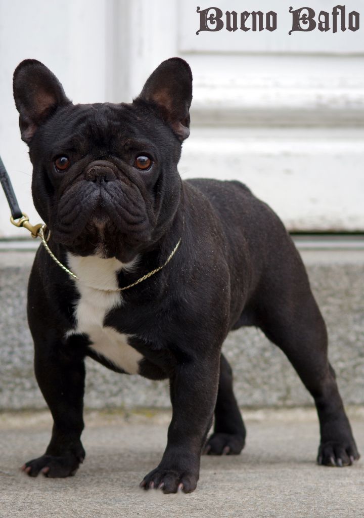 Publication : d'Iskandar