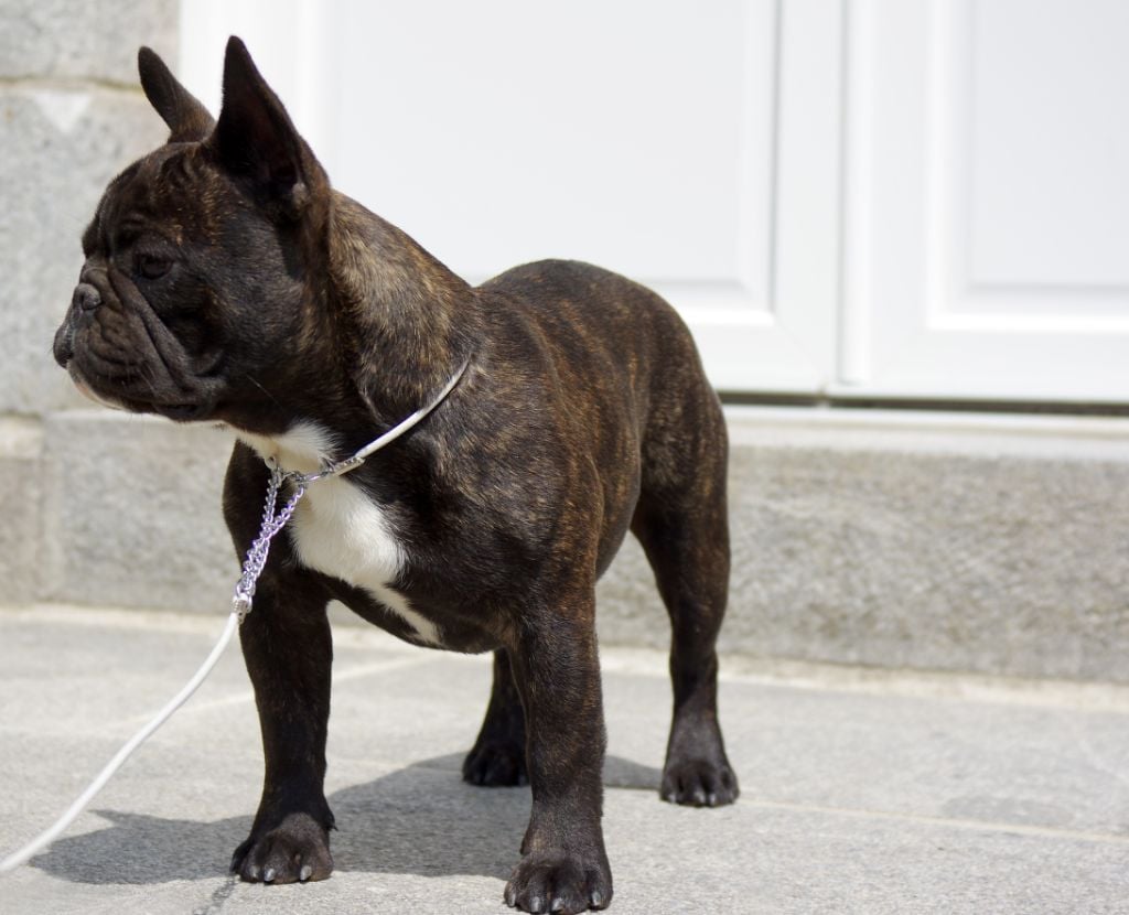 darclee Mancera black  anatole