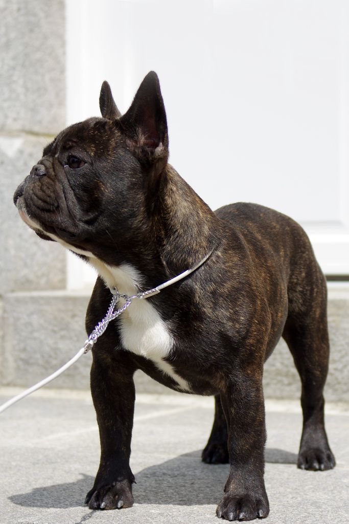 darclee Mancera black  anatole