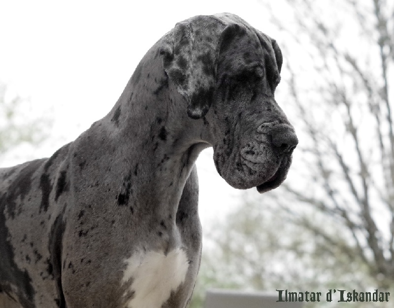 Publication : d'Iskandar Auteur : Caroll Gattegno