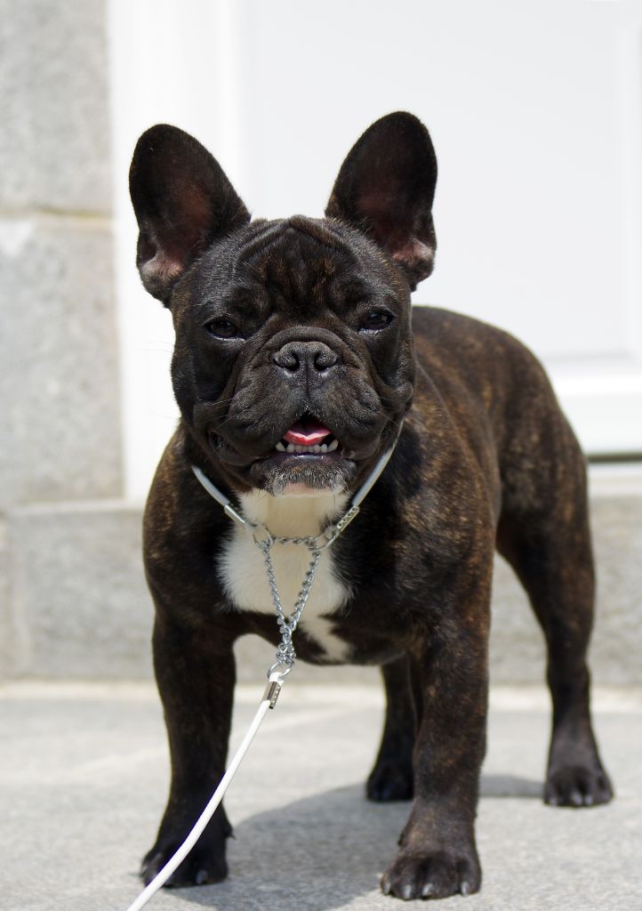 darclee Mancera black  anatole