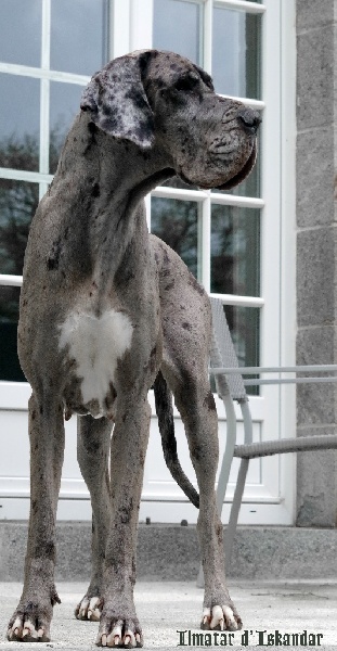 Publication : d'Iskandar Auteur : Caroll Gattegno