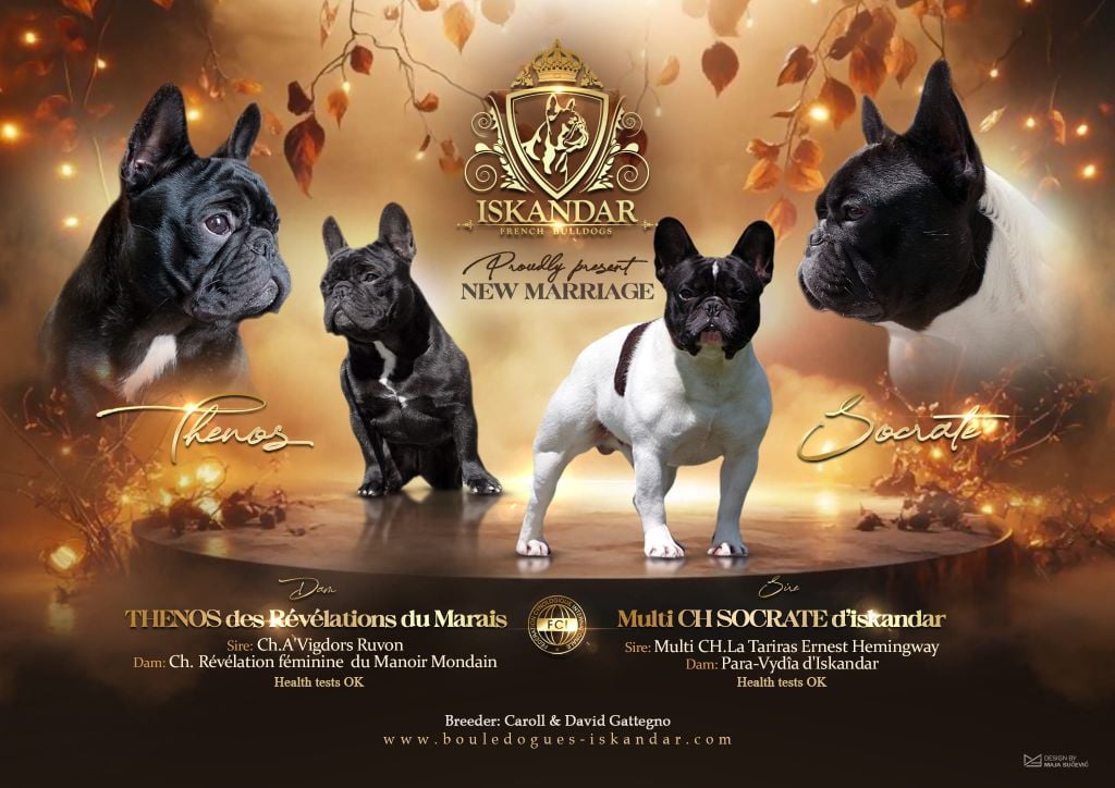 Bouledogue français - d'Iskandar