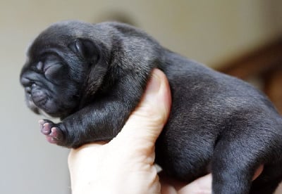 Les chiots de Bouledogue français