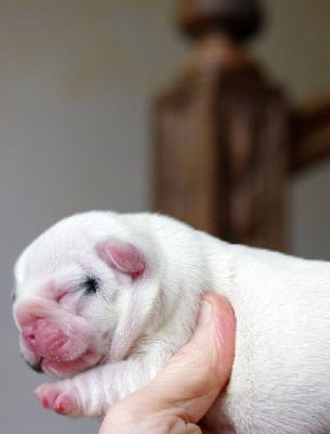 Les chiots de Bouledogue français