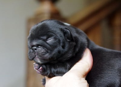 Les chiots de Bouledogue français