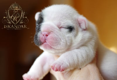 Les chiots de Bouledogue français
