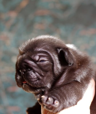 Les chiots de Bouledogue français
