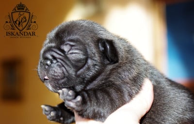 Les chiots de Bouledogue français
