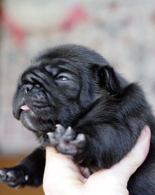 Les chiots de Bouledogue français