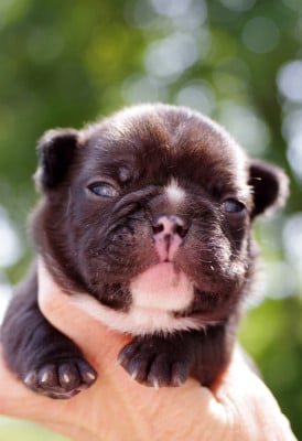 Bouledogue français