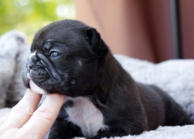 Les chiots de Bouledogue français