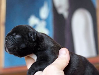 Bouledogue français