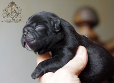 Les chiots de Bouledogue français