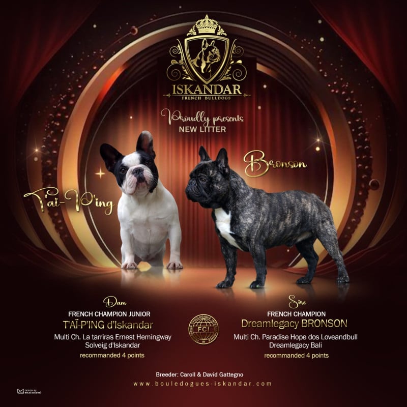 Bouledogue français - d'Iskandar