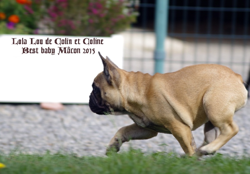 Lola lou de colin et coline - 1er Très Prometteur, MEILLEUR BABY toutes couleurs