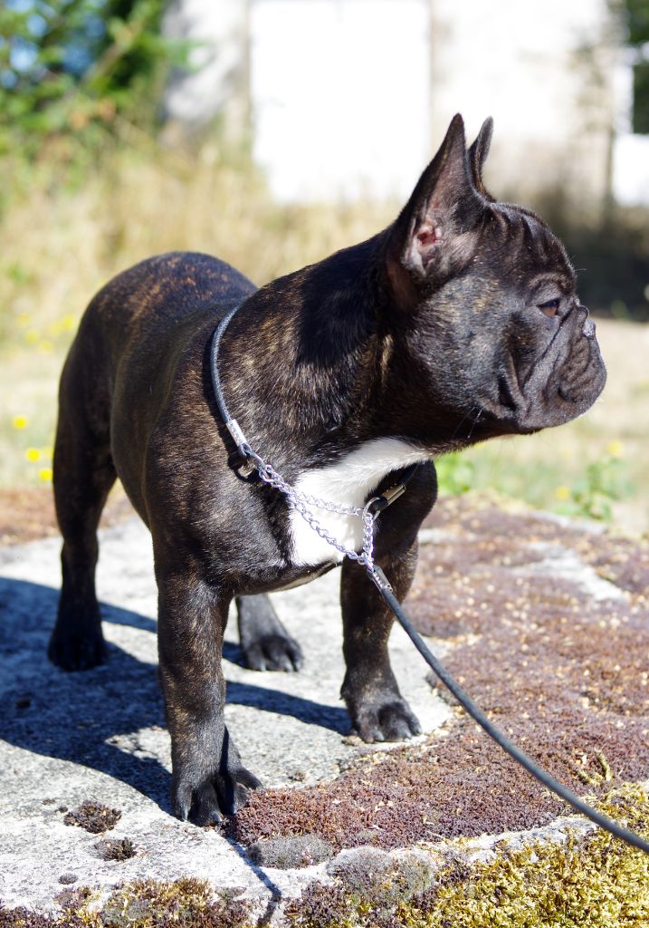 darclee Mancera black anatole - 1er Très Prometteur