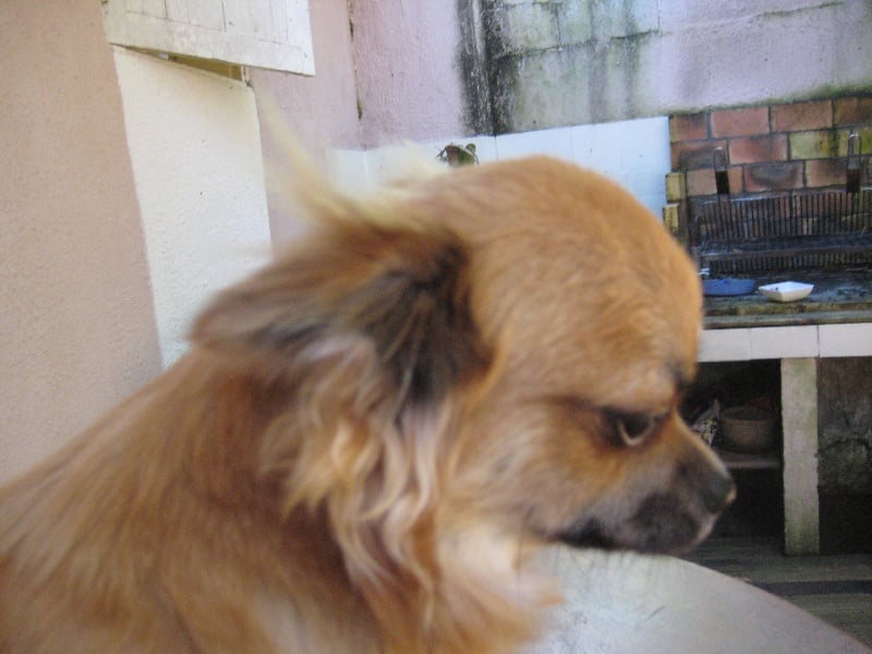 Publication : du Piton des Lilipuces Auteur : céline