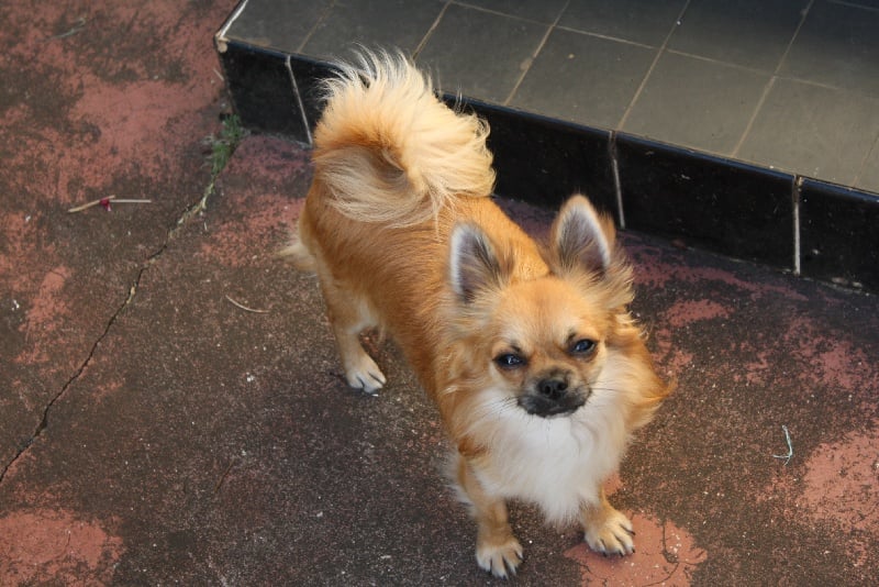 Publication : du Piton des Lilipuces Auteur : céline