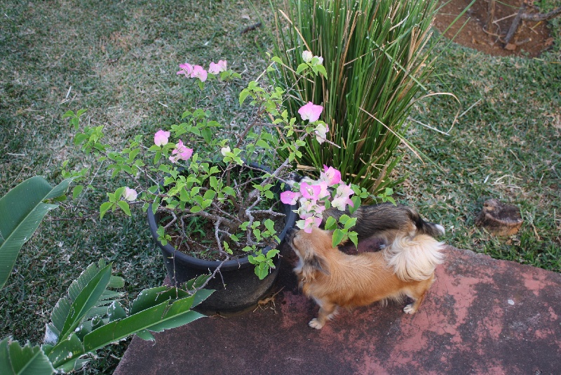 Publication : du Piton des Lilipuces Auteur : céline