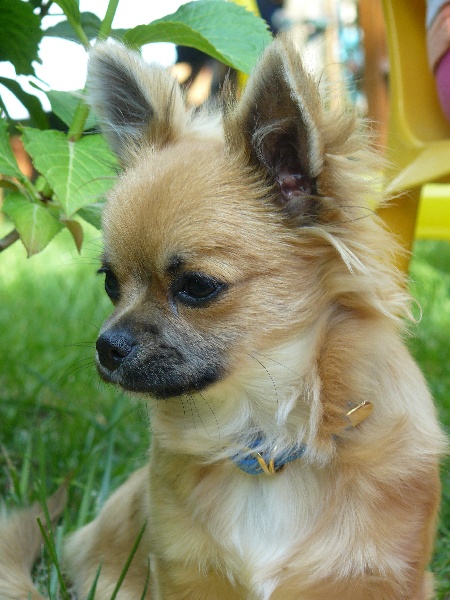 Publication : du Piton des Lilipuces Auteur : céline