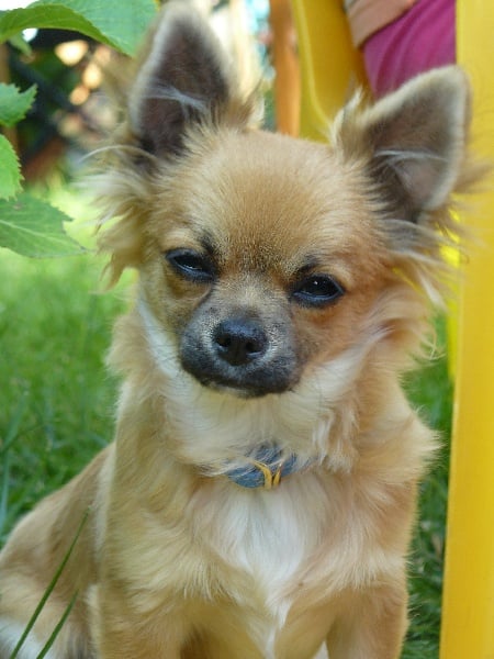 Publication : du Piton des Lilipuces Auteur : céline