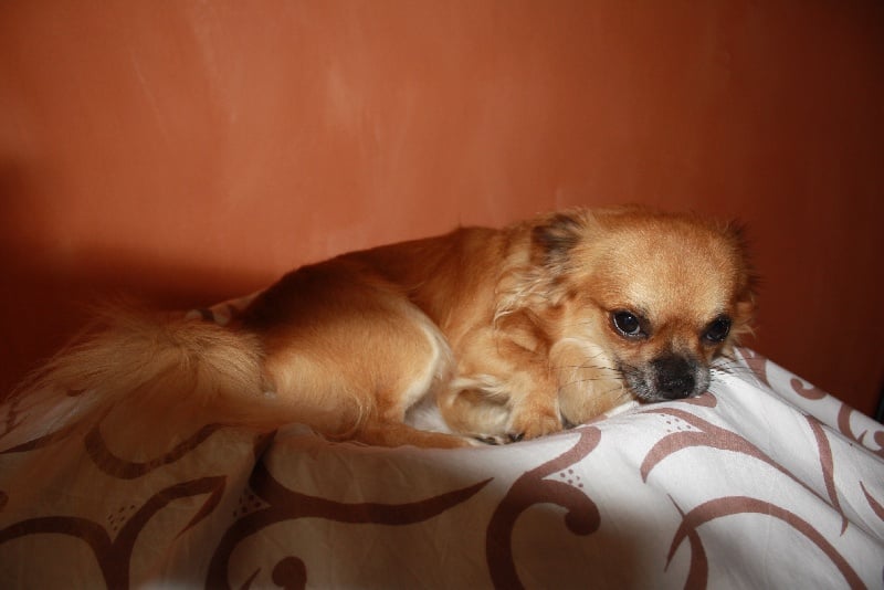 Publication : du Piton des Lilipuces Auteur : céline