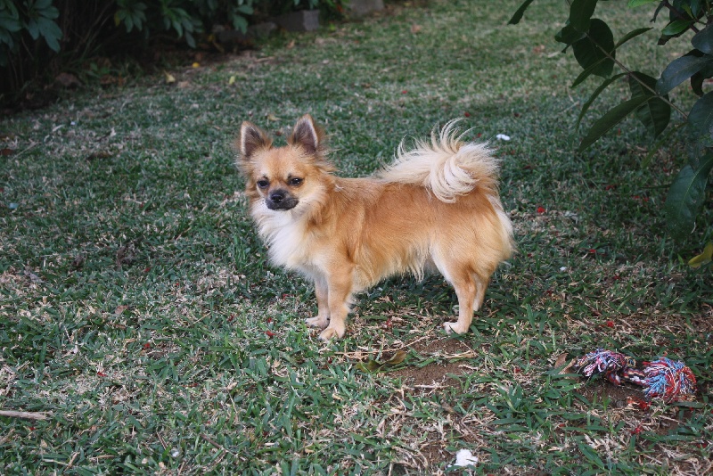 Publication : du Piton des Lilipuces Auteur : céline