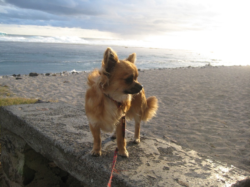 Publication : du Piton des Lilipuces Auteur : céline