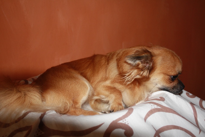 Publication : du Piton des Lilipuces Auteur : céline