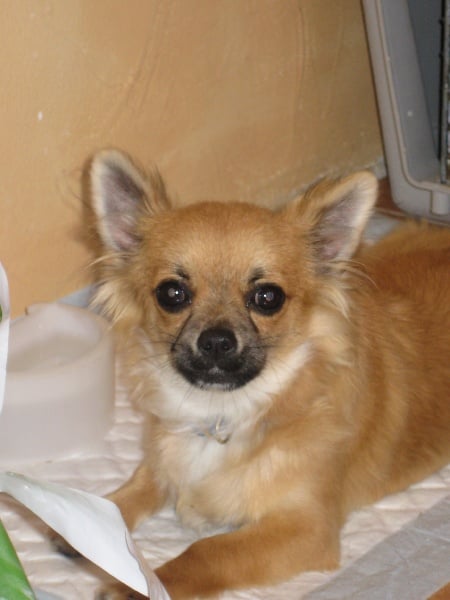 Publication : du Piton des Lilipuces Auteur : céline