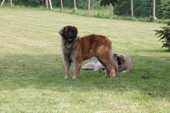 Publication : des Terres de Brière Auteur : BELLARD Nathalie