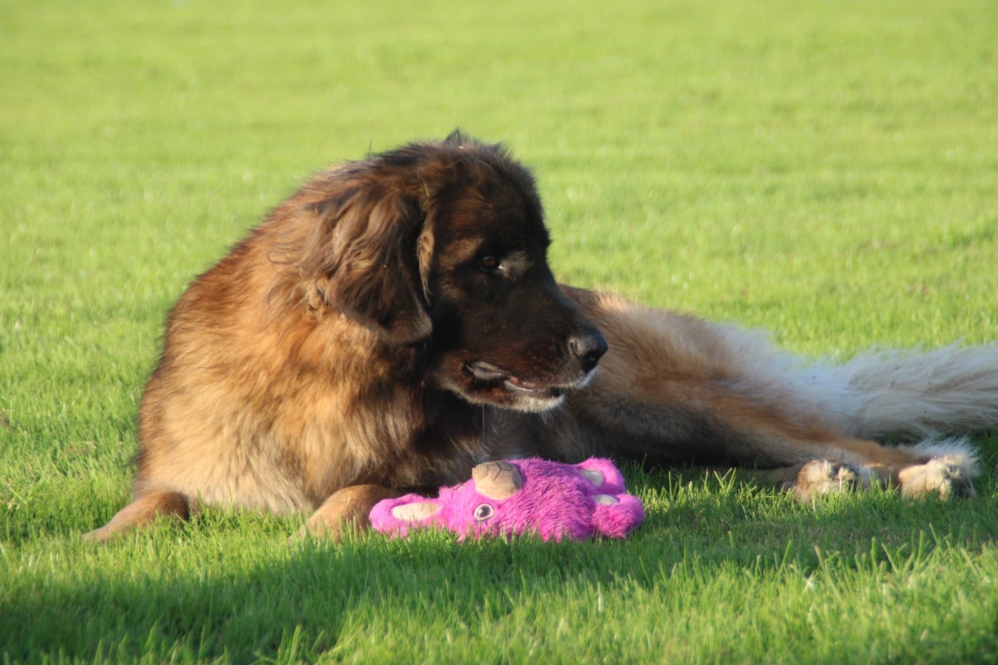 UNE ILE des Terres de Brière