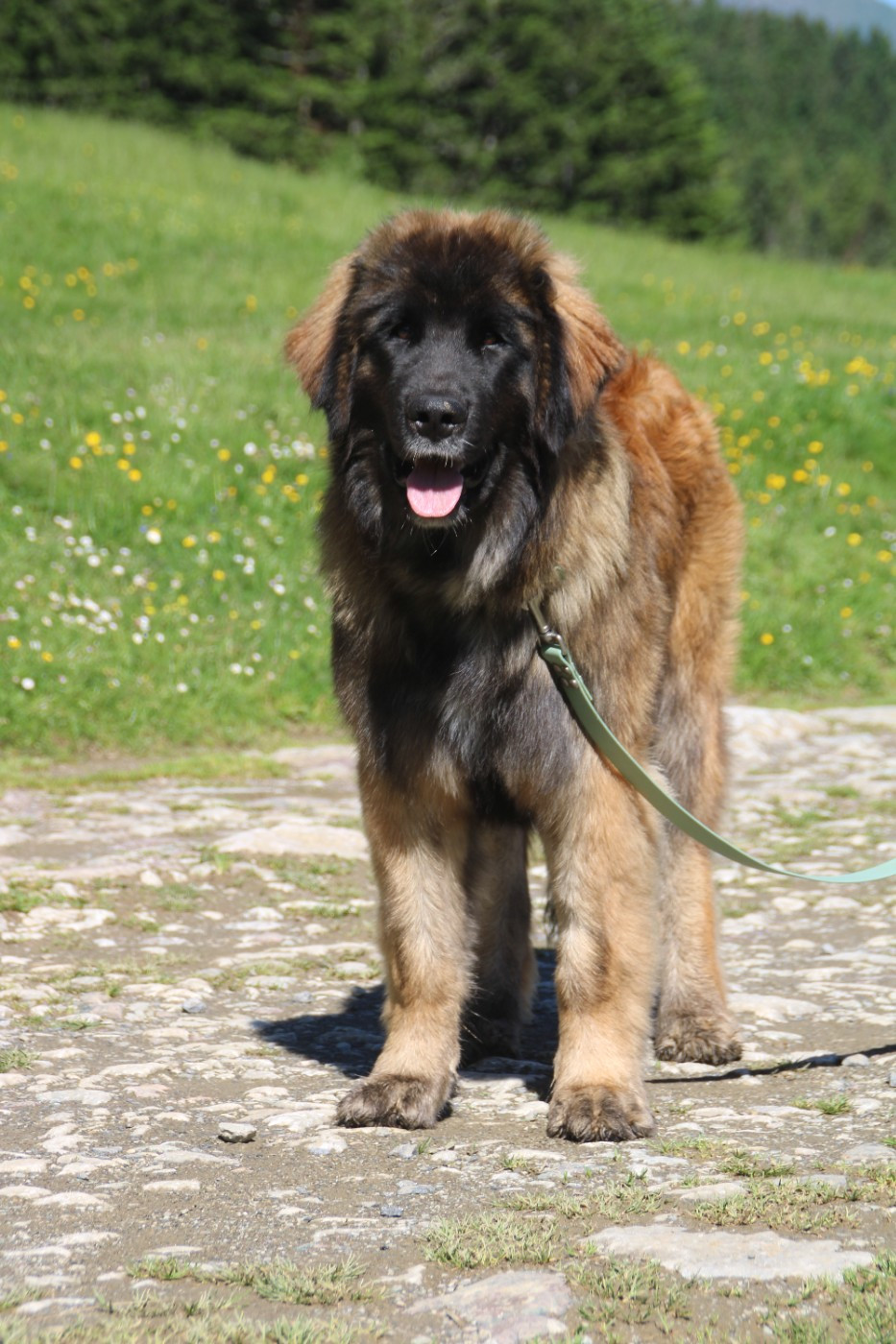 UNE ILE des Terres de Brière