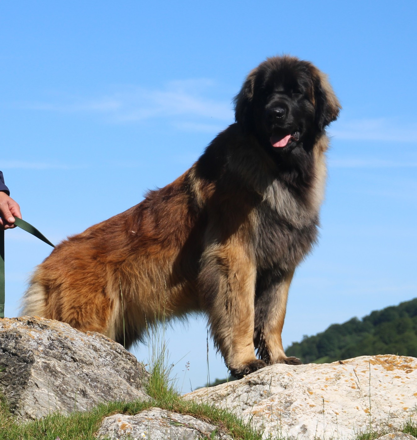 CH. Tahiti des Terres de Brière
