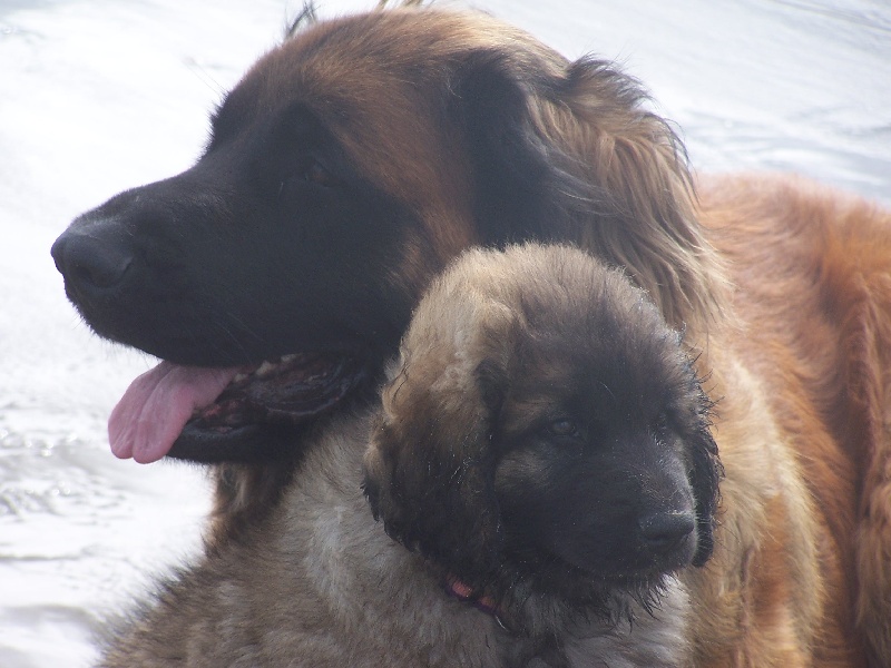 Publication : des Terres de Brière Auteur : Mr & Mme Bellard