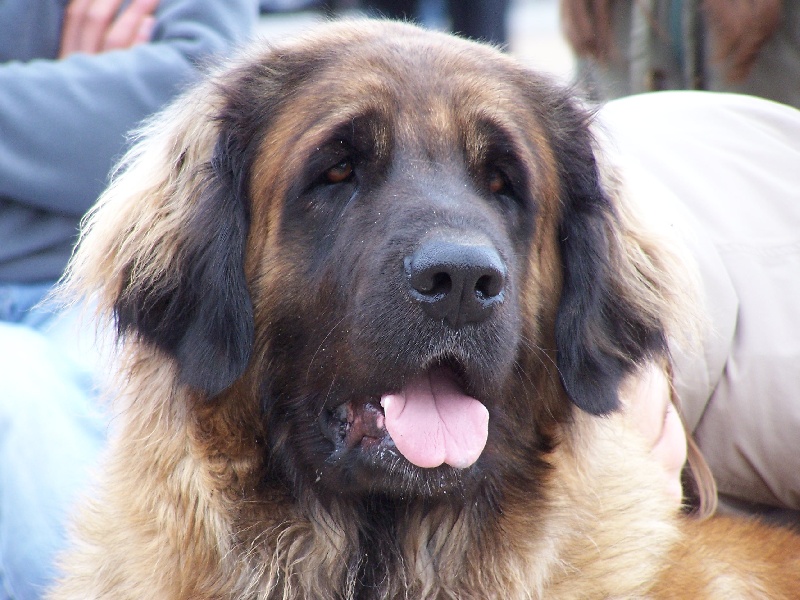 Publication : des Terres de Brière Auteur : Mr & Mme Bellard