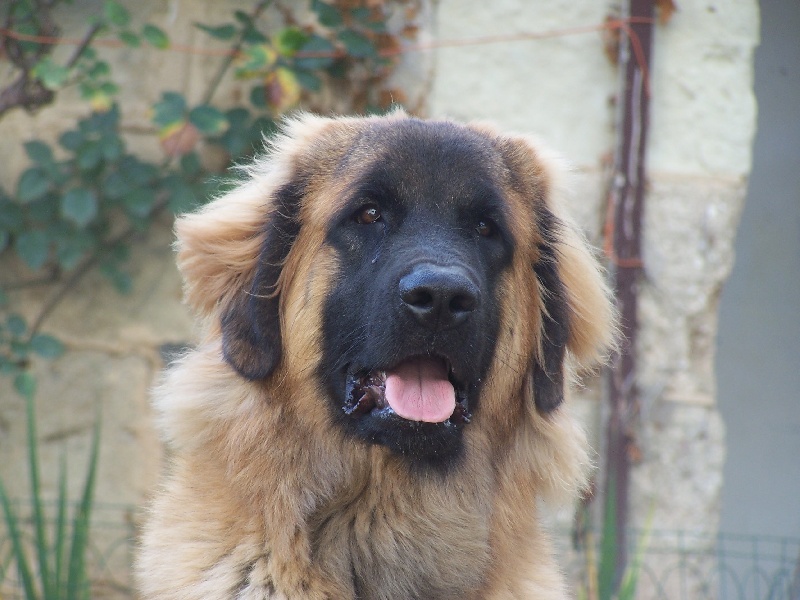Publication : des Terres de Brière Auteur : BELLARD Nathalie