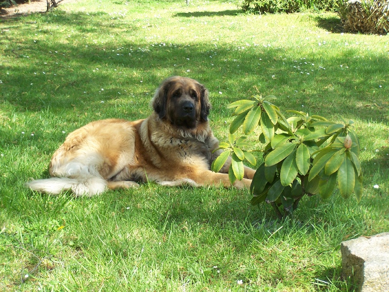 Publication : des Terres de Brière Auteur : Mr & Mme Bellard