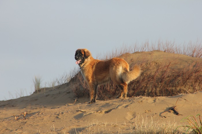 Publication : des Terres de Brière Auteur : BELLARD Nathalie