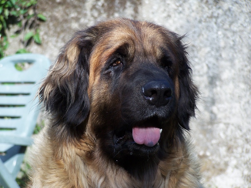 Publication : des Terres de Brière Auteur : Mr & Mme Bellard