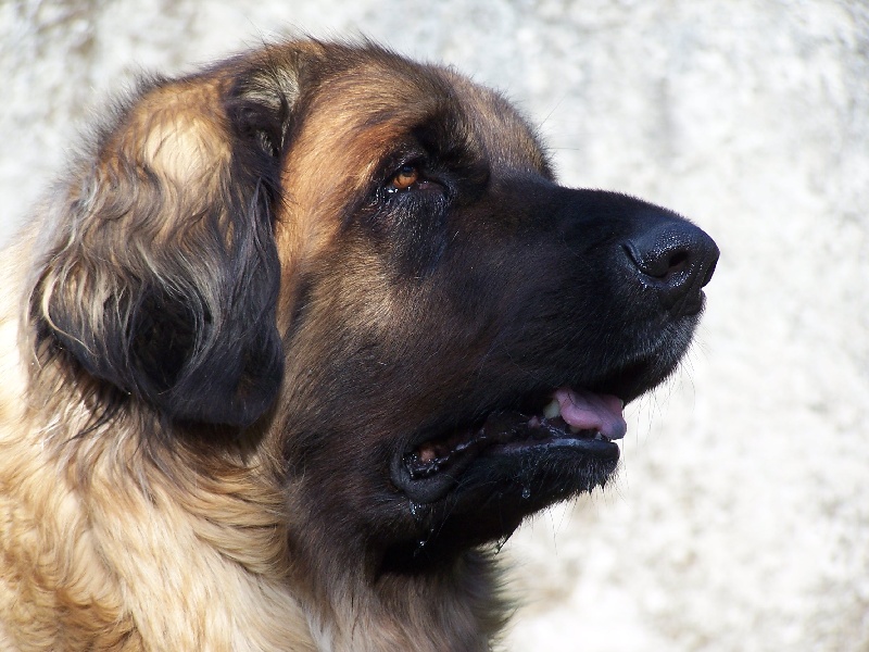 Publication : des Terres de Brière Auteur : Mr & Mme Bellard